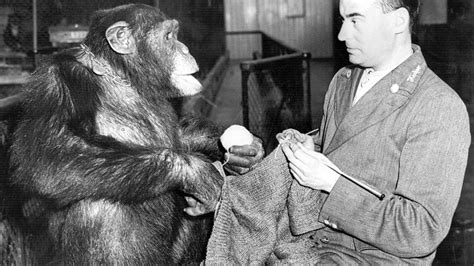 how are humans similar to chimpanzees